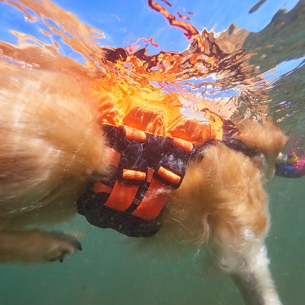 Protector Life Jacket, Non-stop dogwear