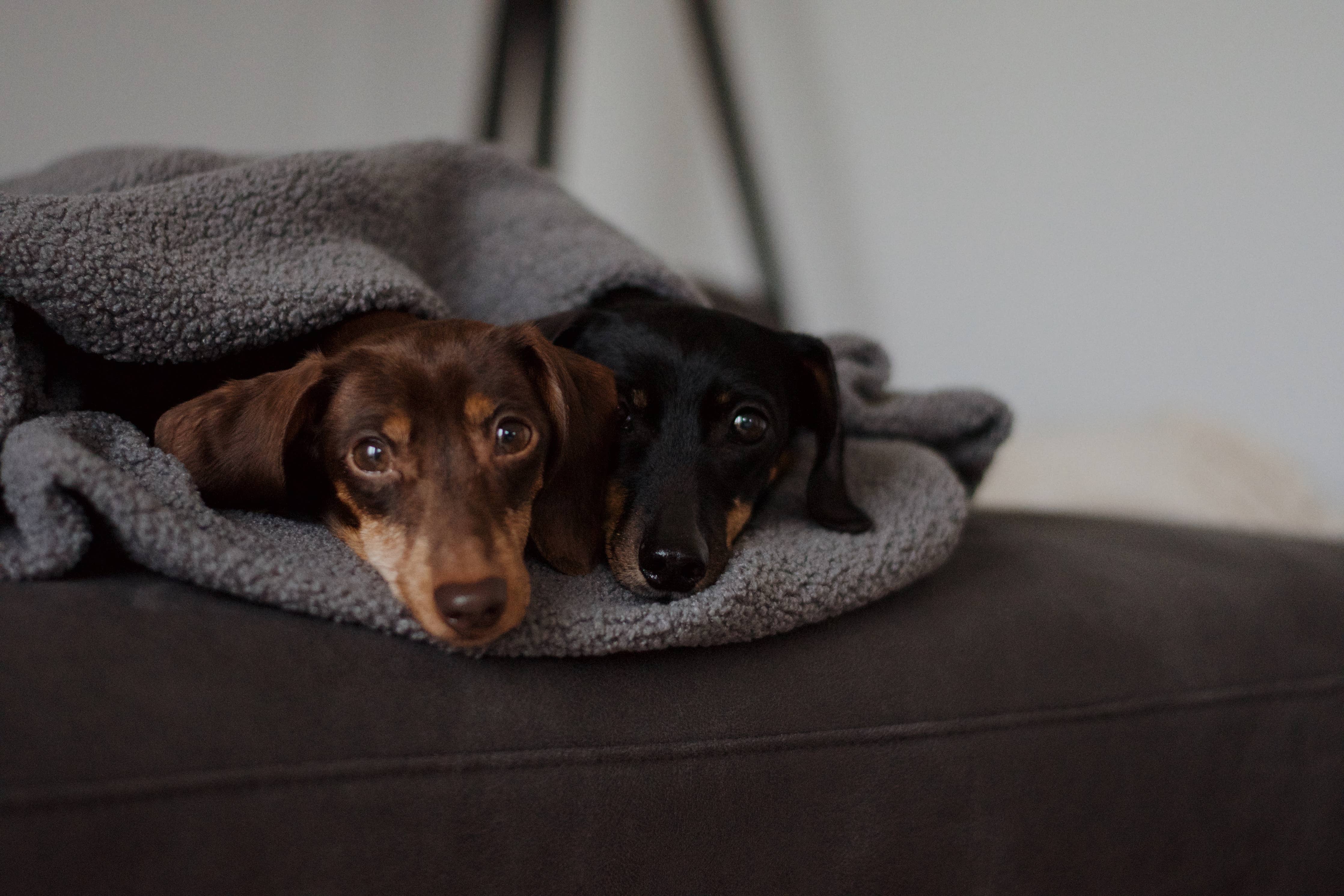 Oversize Hundedecke aus Teddy Anthrazit, Lieblingspfote