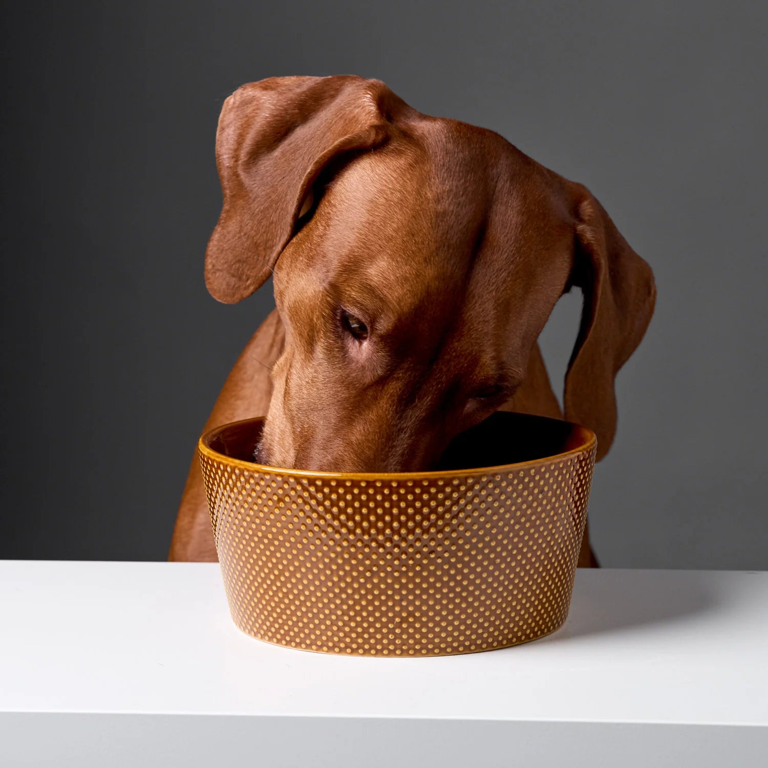 Hundenapf Alain, Cloud7