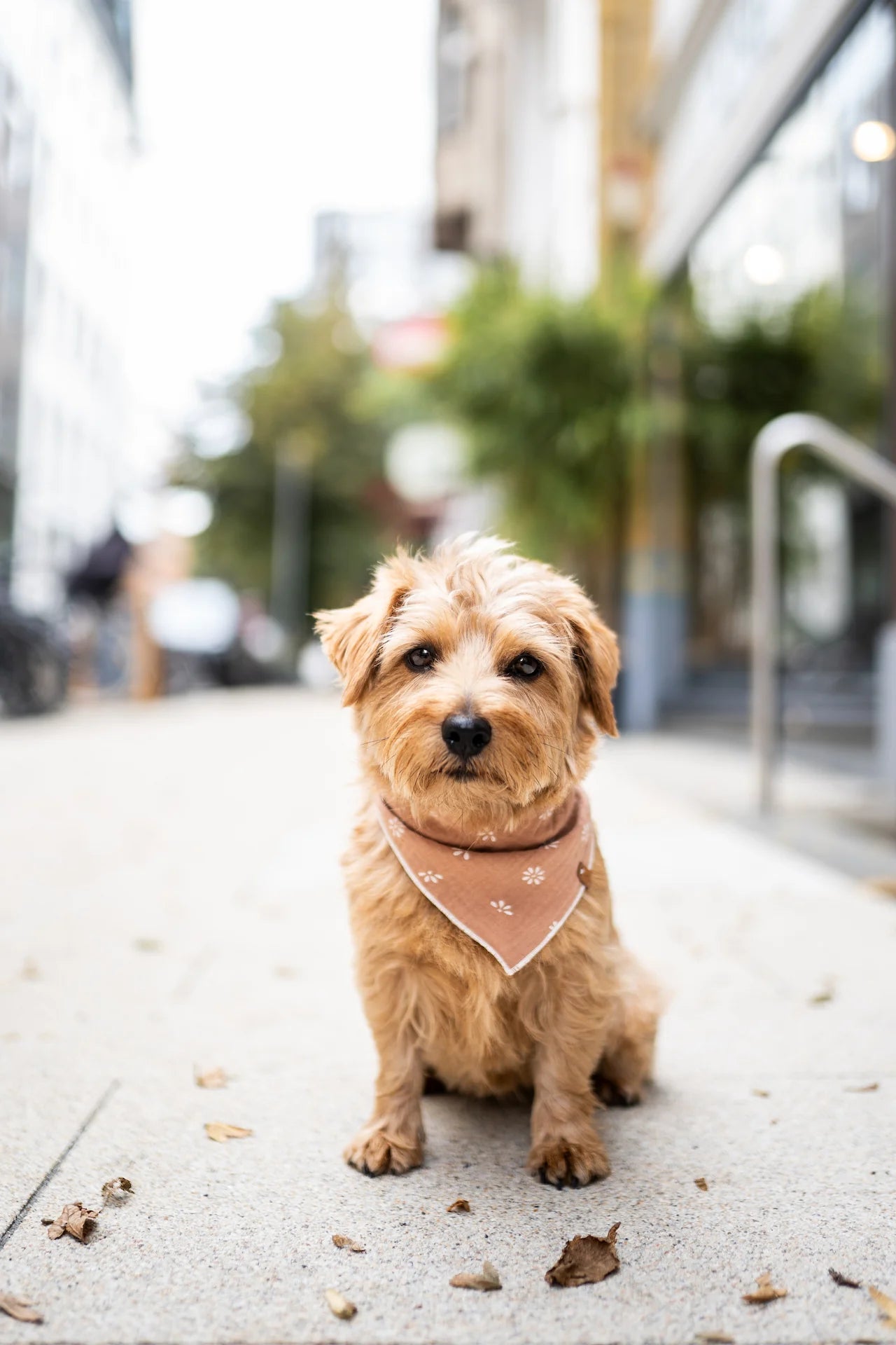 Halstuch Blümchen, Lieblingspfote