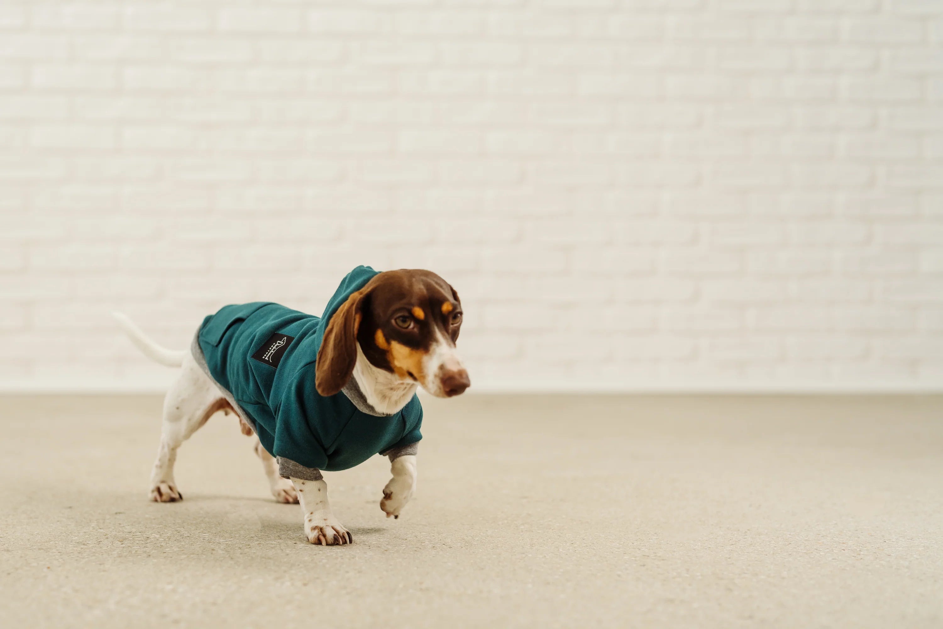 Hoodie Freddy für Dackel, Dachshound Couture