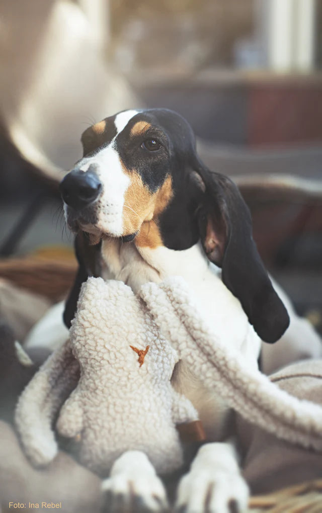 Hase Rübe, Lieblingspfote