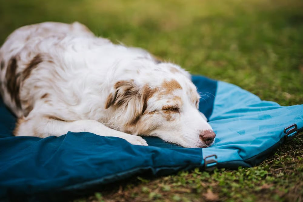 Trekking dog bed, Non-stop dogwear