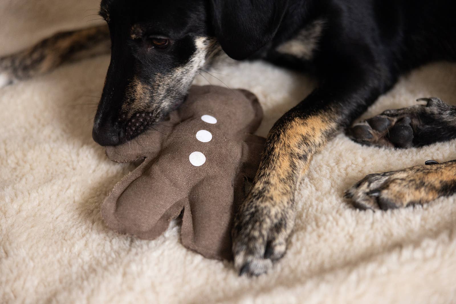 Spielzeug Lebkuchenmann aus Canvas, Lieblingspfote