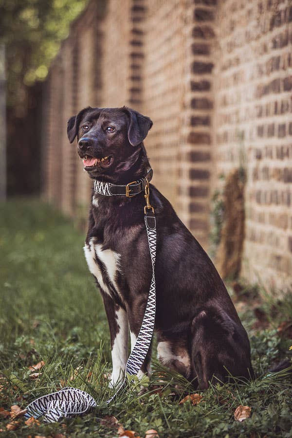 Premium Hundeleine - 3-fach verstellbar - 2m - Schwarz