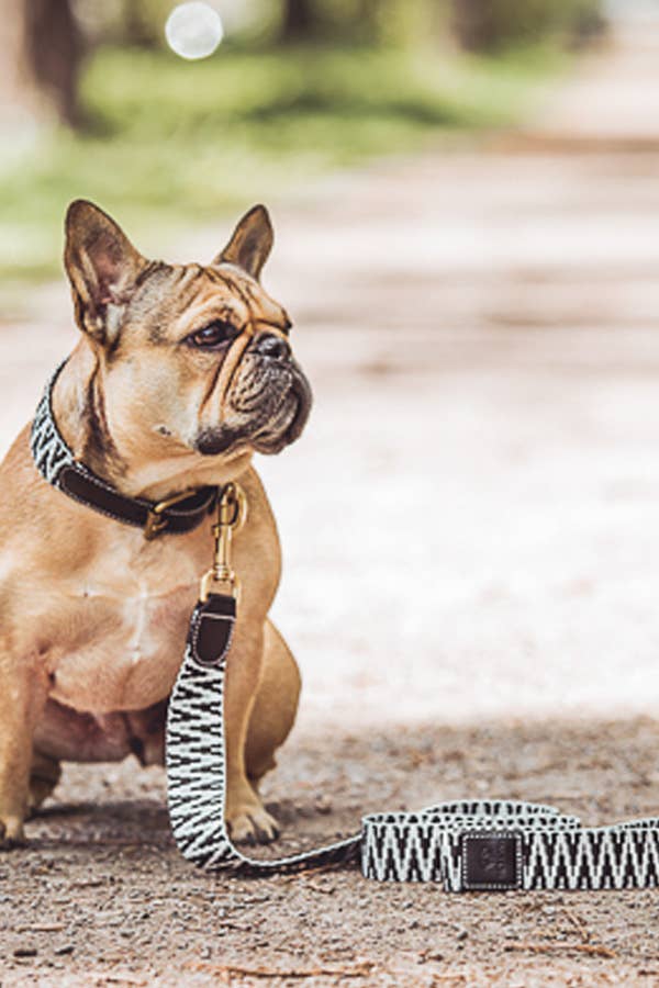 Premium Hundeleine - City Leine 1,20m