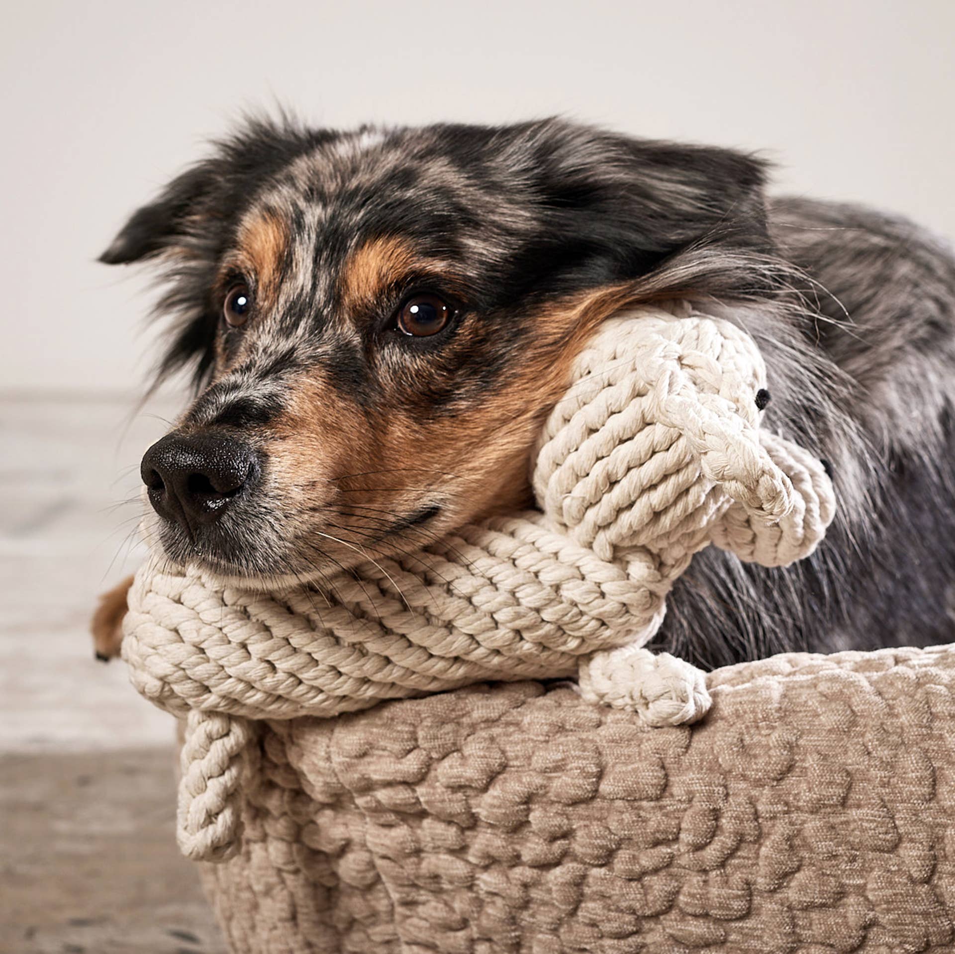 RICHIE RETRIEVER, Laboni