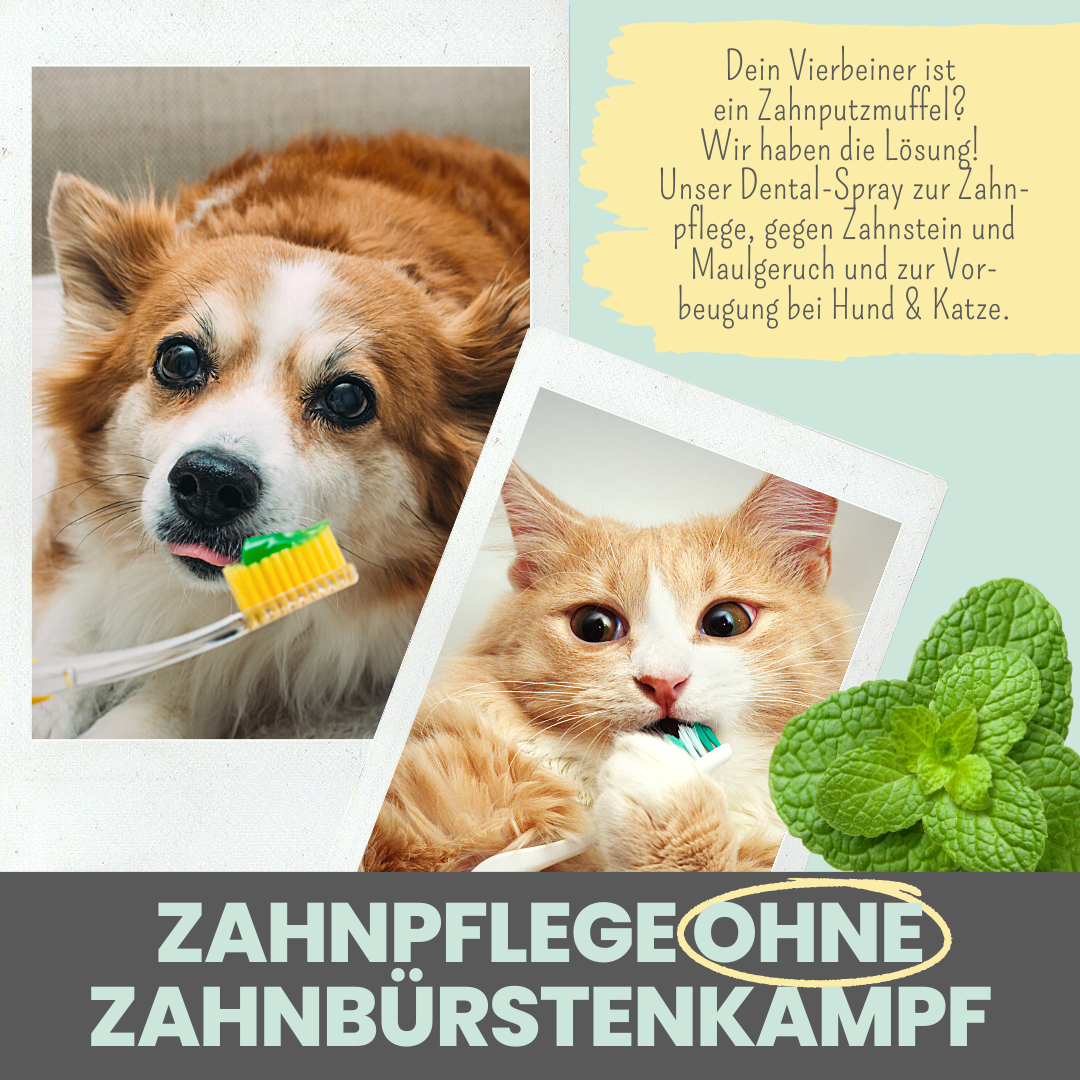 Dental-Spray bei Zahnstein für Hunde und Katzen
