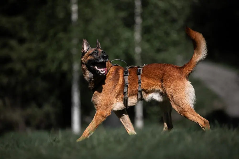 Hundegeschirr, Line Harness Long WD, Non-stop dogwear