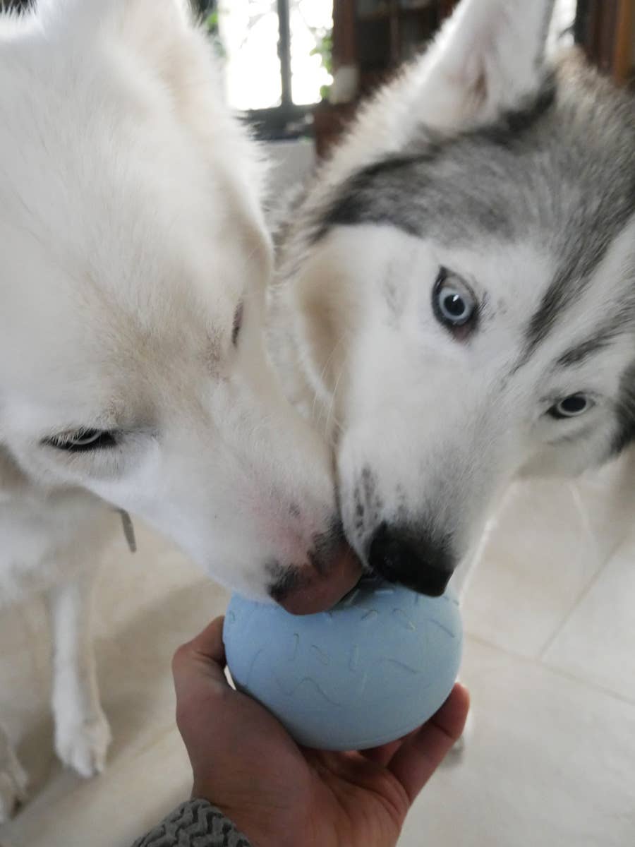 Beschäftigungsspielzeug für Hunde - Yoomy Donut - Blau