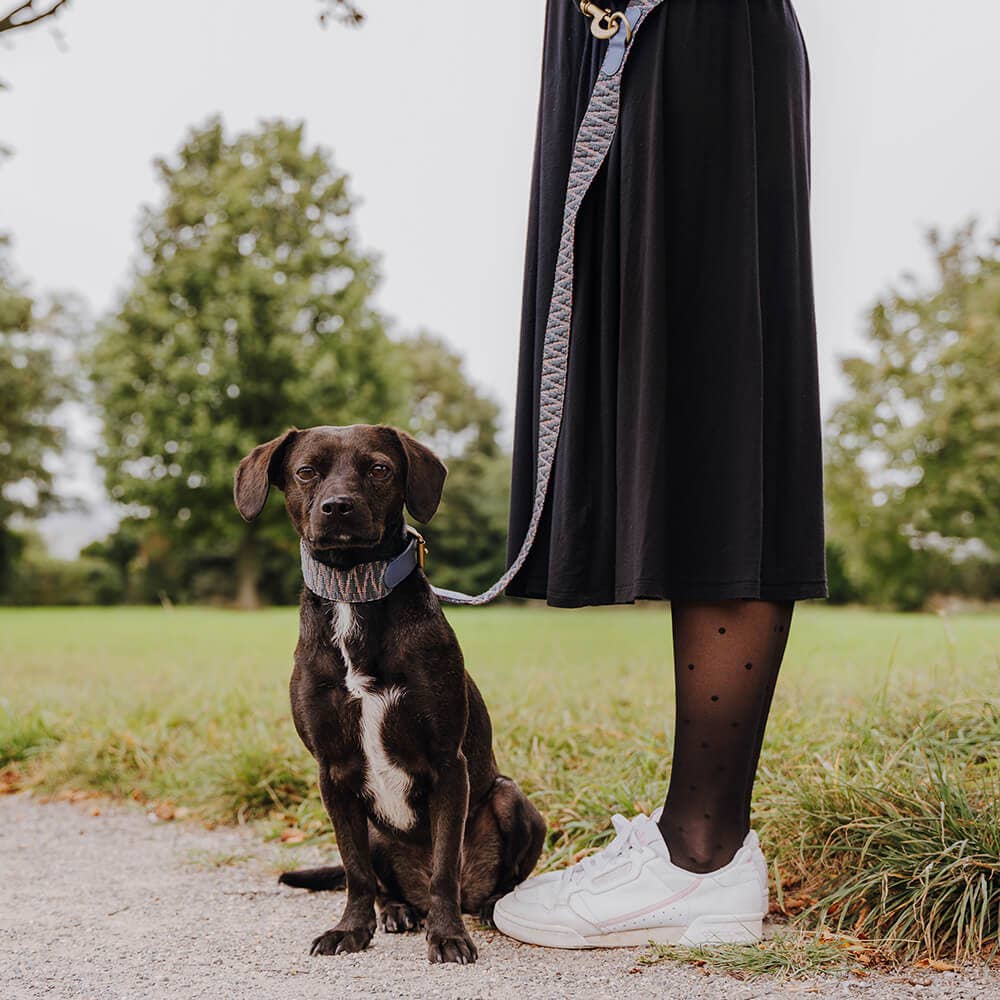 Premium Hundehalsband Gepolstert