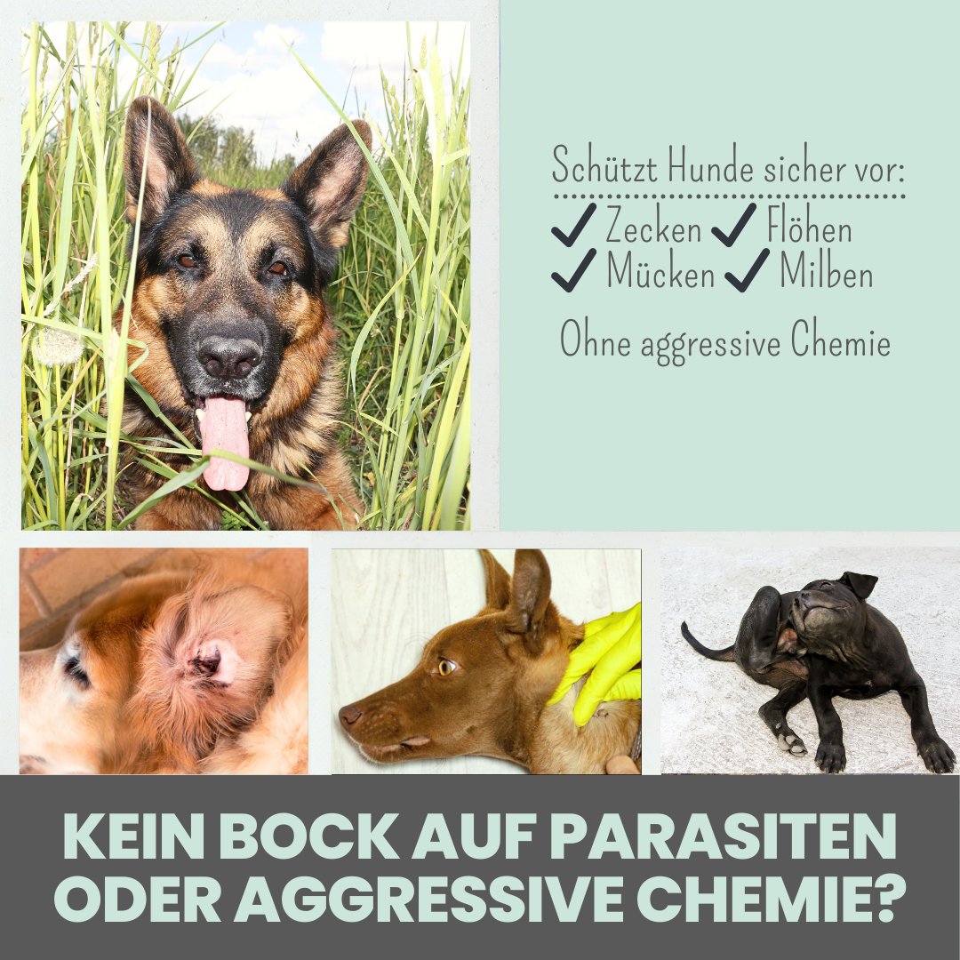 Zpray für Hunde gegen Zecken, Flöhe, Milben & Mücken