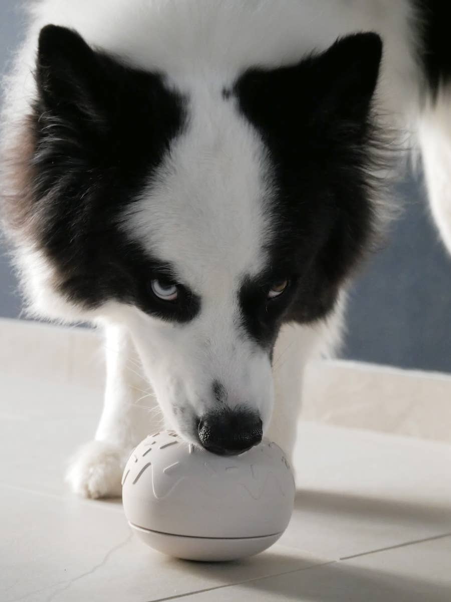 Beschäftigungsspielzeug für Hunde - Yoomy Donut - Sand