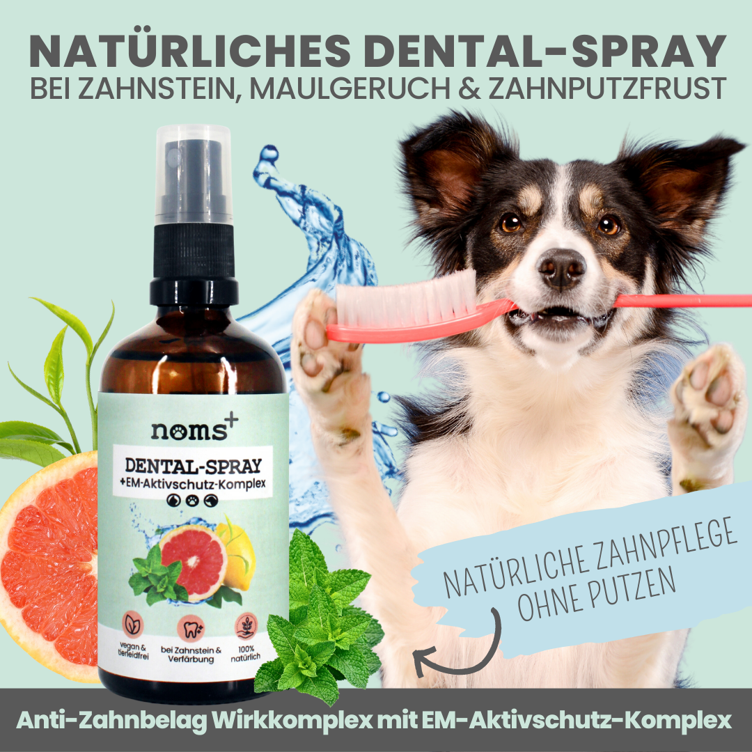 Dental-Spray bei Zahnstein für Hunde und Katzen