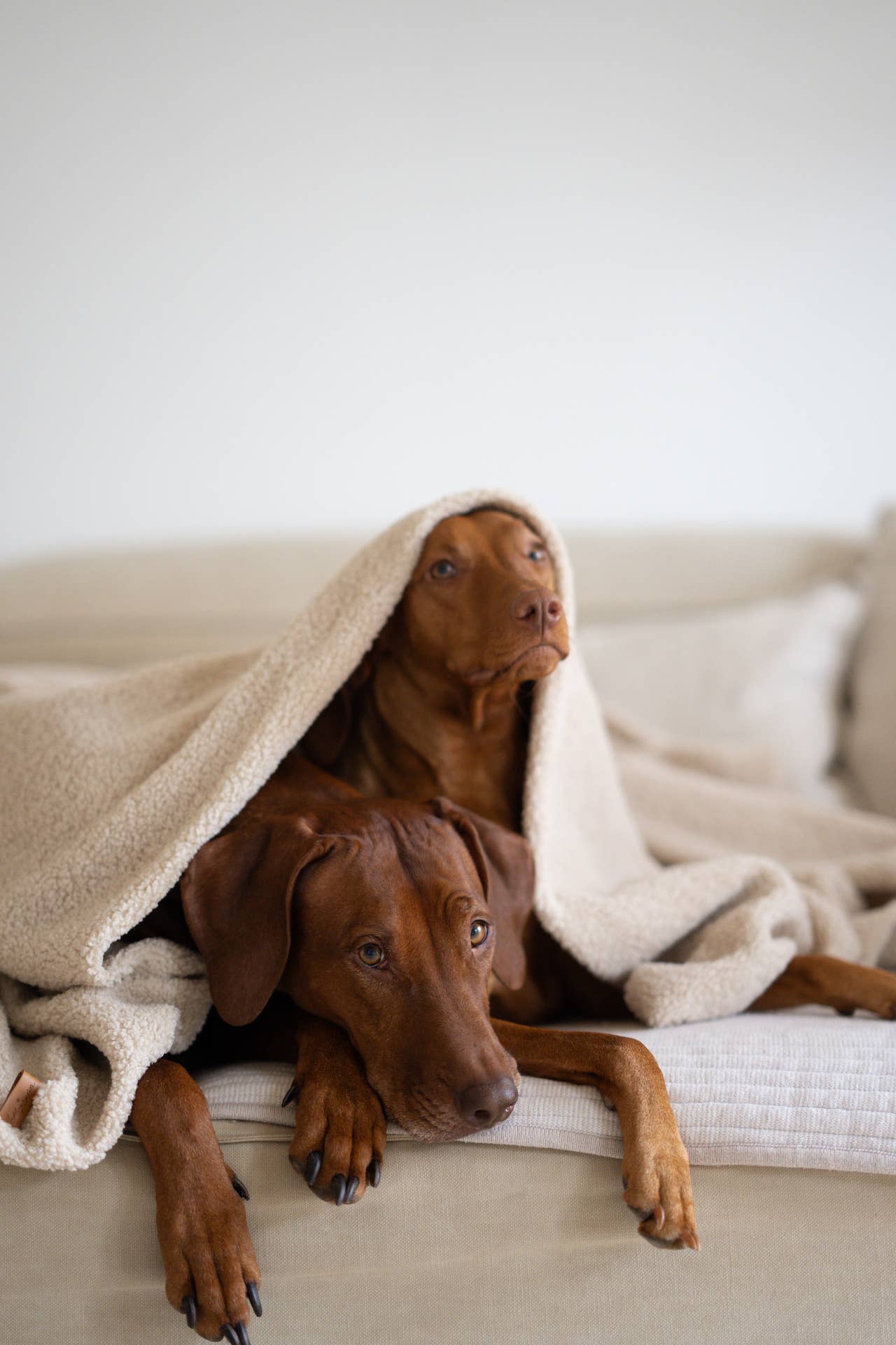 Oversize Hundedecke aus Teddy Beige, Lieblingspfote