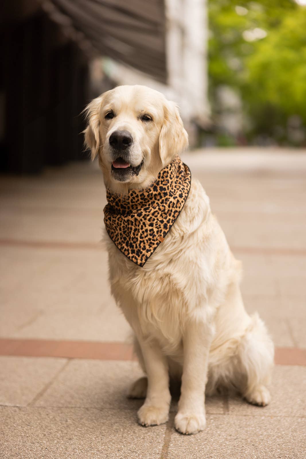 Halstuch "Leo" Black, Lieblingspfote