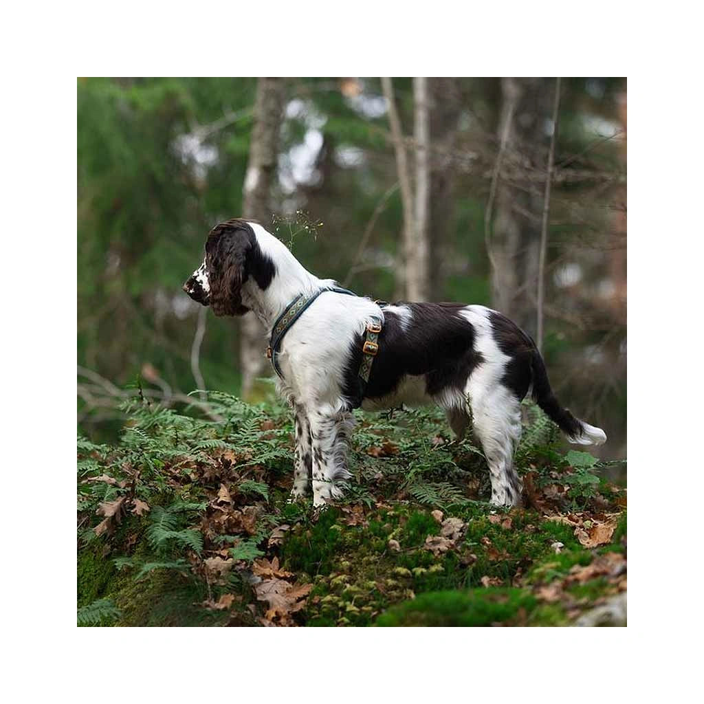 Line Harness 5.0 Rachel Pohl Edition, Teal oak, Non-stop dogwear