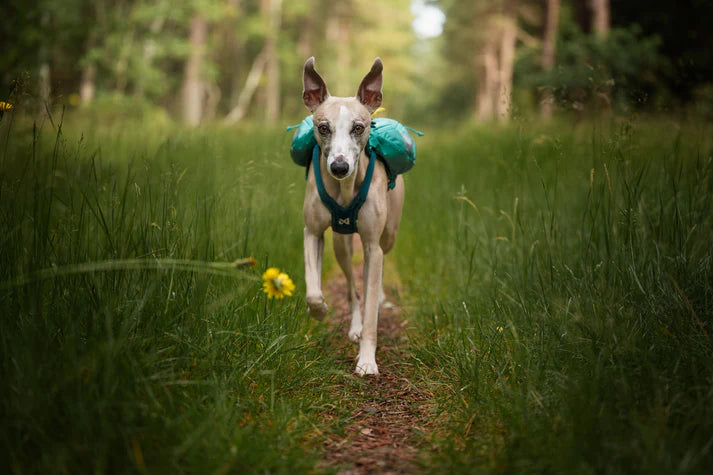 Trail light Dog Backpack, Non-stop dogwear